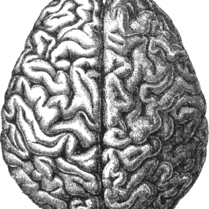 Brain - Public Domain